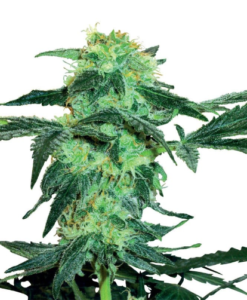 COLOMBIAN GOLD FEMINIZED SEEDS FOR SALE ONLINE